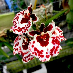 Rodrumnia Helmut Rohrl