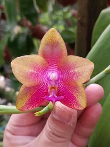 <i>Phalaenopsis</i> How Yin Wai