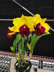 Rhyncholaeliocattleya Shiang-Chuen Joyance