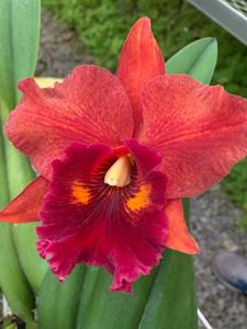 <i>Rhyncholaeliocattleya</i> Drum Island