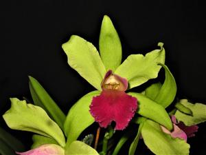 <i>Rhyncholaeliocattleya</i> Malvarosa Jade