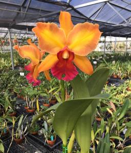 Rhyncholaeliocattleya Lucille Lundberg