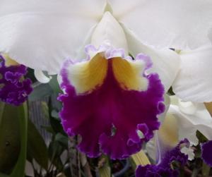 Cattleya Cynthia (1927)