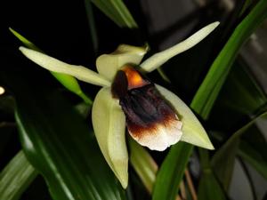 <i>Coelogyne</i> Bird in Flight