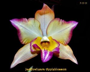 Jackfowlieara Appleblossom