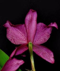 Cahuzacara Hsinying Pink Doll