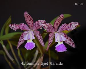 Cattleya Summer Spot