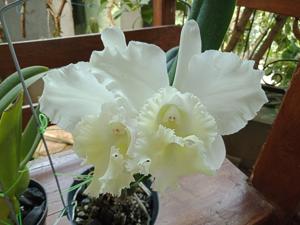 <i>Rhyncholaeliocattleya</i> Duh's Perfact