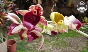Catasetum Rafael Wenzel