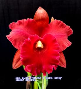 Rhyncholaeliocattleya Duh's Fantasy-Honey