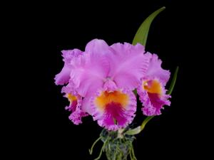 Cattleya Nij Fourty Four