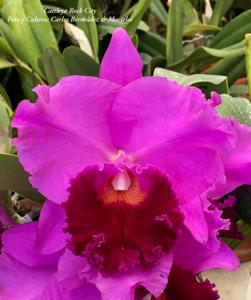 <i>Cattleya</i> Rock City