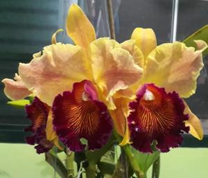 Rhyncholaeliocattleya Grand Korakot