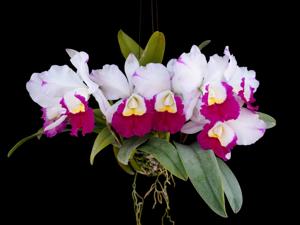 Cattleya Madame Edith Bongo