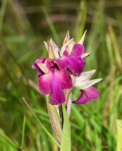 Serapicamptis fontanae