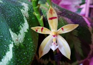 <i>Phalaenopsis</i> Pingtung Special Ruby
