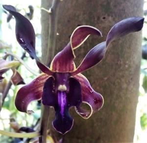 <i>Dendrobium</i> Nicha Red Foxtail