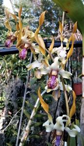<i>Dendrobium</i> Stratiotan