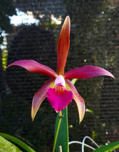 <i>Brassocattleya</i> Ancile Gloudon