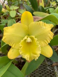 <i>Rhyncholaeliocattleya</i> Dr Richard Davis