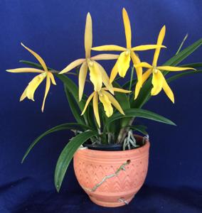 Vaughnara Fiftieth Anniversary