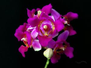 Phalaenopsis Liu's Bride Rouge