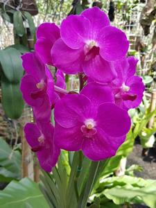 Vanda Siriporn Pink