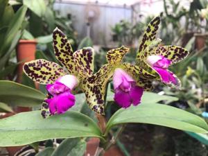 Cattleya Black Jack