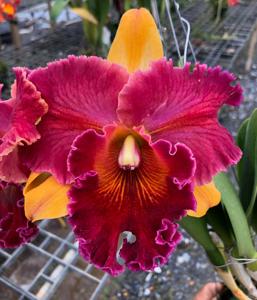 Rhyncholaeliocattleya Hall of Fame