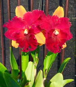 Rhyncholaeliocattleya Hall of Fame