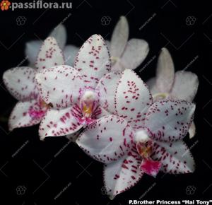 Phalaenopsis Brother Princess