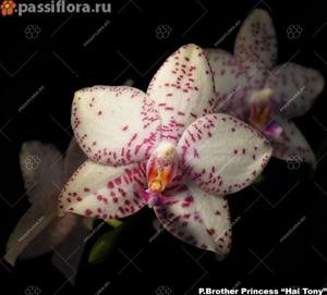 Phalaenopsis Brother Princess