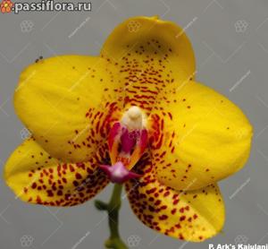 <i>Phalaenopsis</i> ARK's Kaiulani