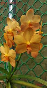 <i>Vanda</i> Jan Hollingsworth