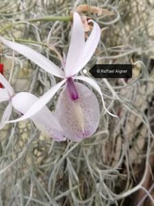 Barkeria spectabilis-Obosa Ivory