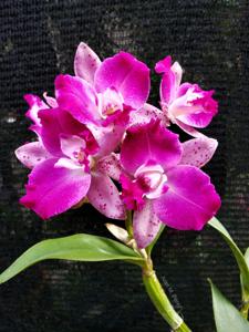 Cattleya Exotic's New Galaxy