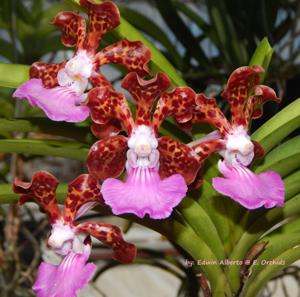 Papilionanda Paksorn Fragrance