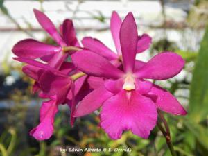 Guaritoniclia Kimmy-cordigera