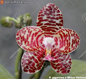 <i>Phalaenopsis</i> A-Liang Gigannosa