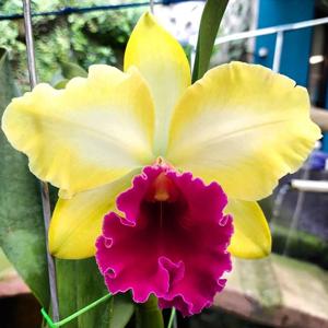 Rhyncholaeliocattleya Tzeng-Wen