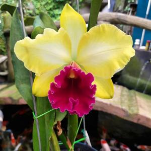 Rhyncholaeliocattleya Tzeng-Wen