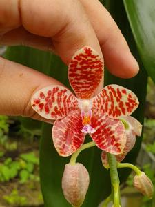 Phalaenopsis Genesis