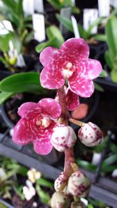 <i>Sarcochilus</i> Kulnura Carnival