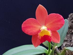 <i>Laeliocatanthe</i> Orange Fantasy