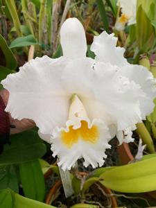 <i>Cattleya</i> Sierra Lynn