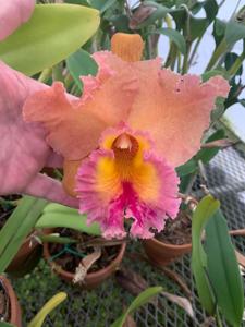 Rhyncholaeliocattleya Memoria Floyd Irvin Bachrach