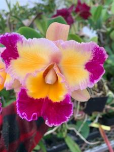 Rhyncholaeliocattleya Dick Smith