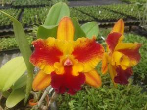 Rhyncattleanthe Haiku Magic