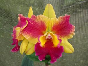 Rhyncattleanthe Haiku Magic