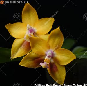 Phalaenopsis Mituo Gelb Eagle